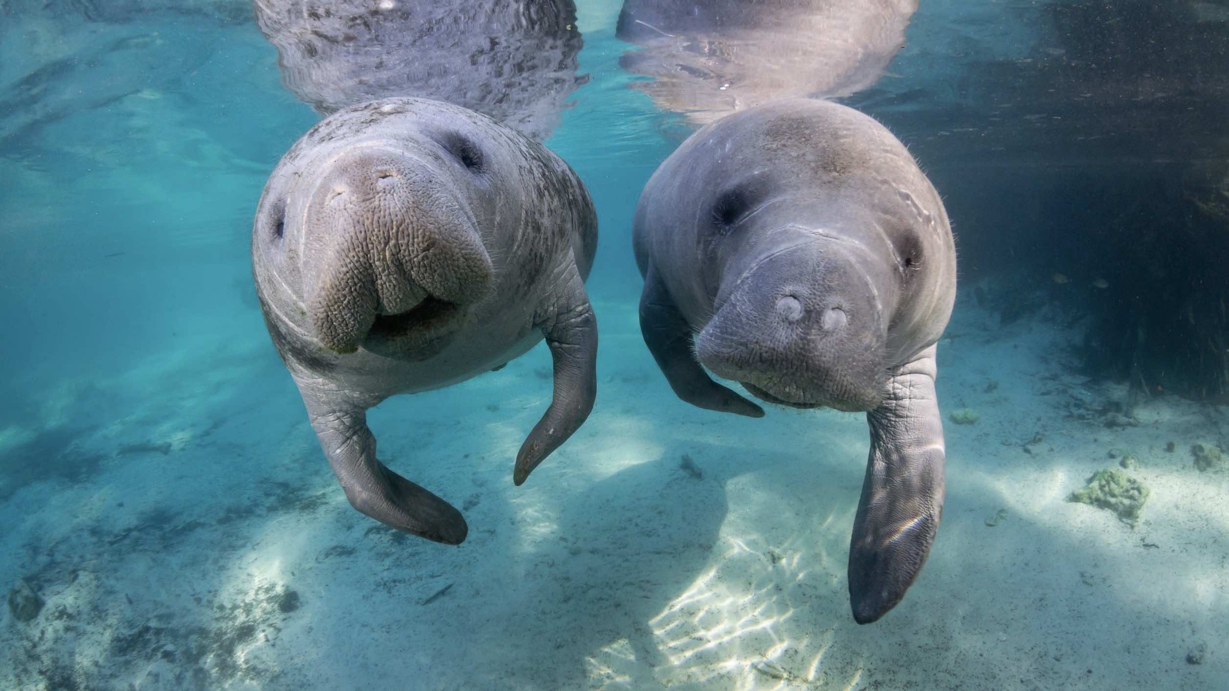 1.	Hundreds of West Indian manatees migrate to Crystal River each winter (photo courtesy Discover Crystal River)