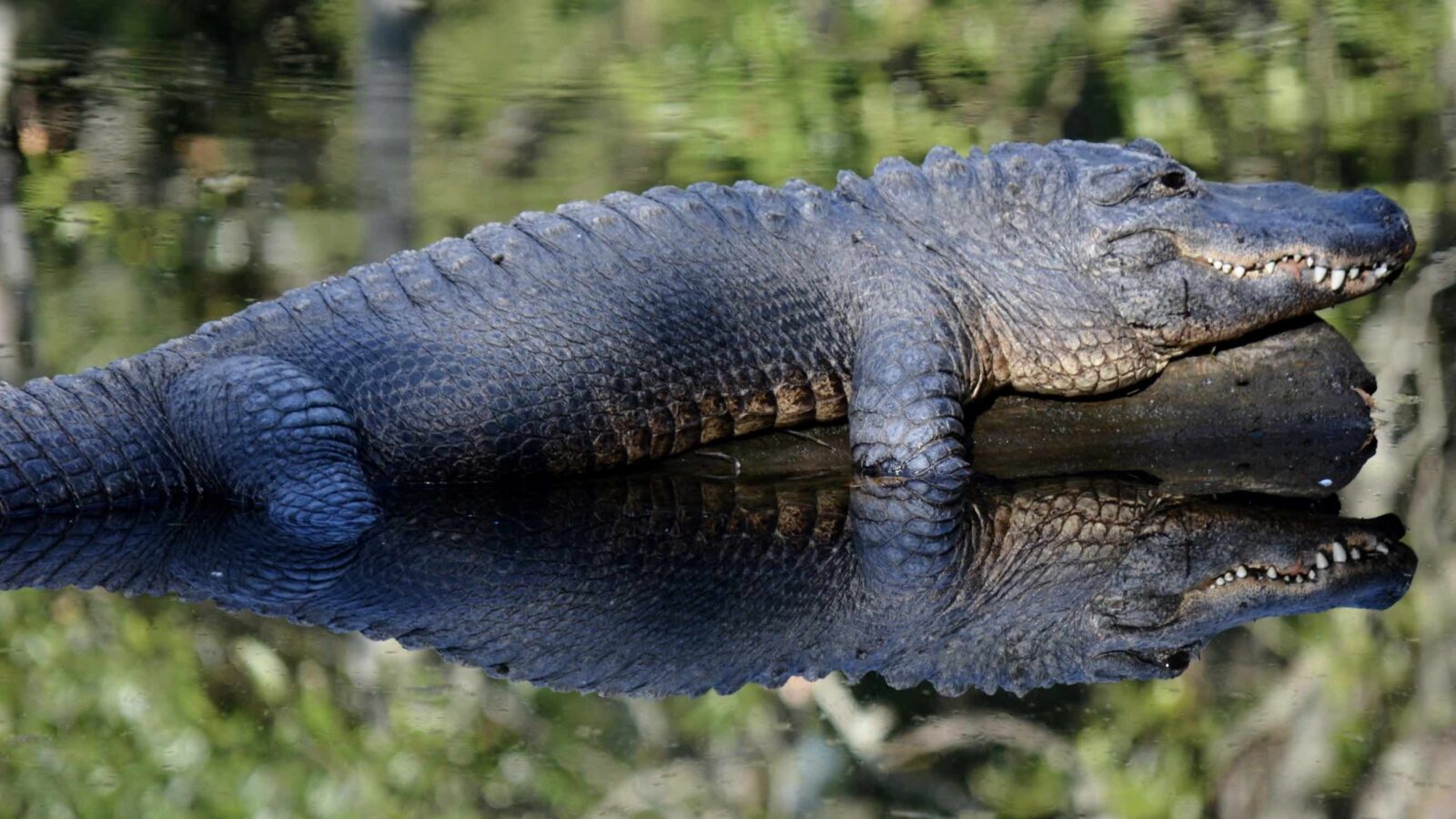 Florida Gator tours with Wild Bills Airboat Tours alligator sunning itself